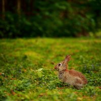 rabbits-2271475